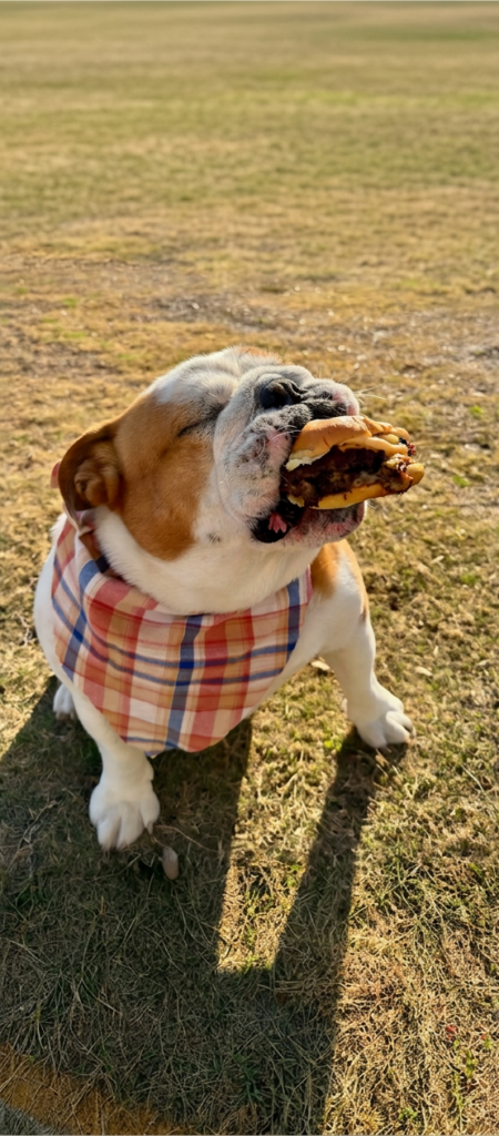 Bulldog in a plaid bandana